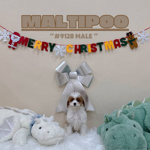 Maltipoo - 9128 (Male)