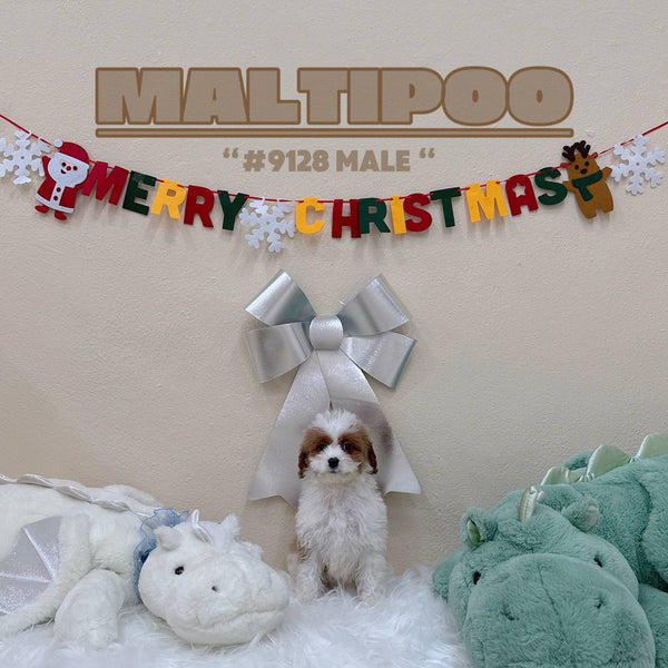 Maltipoo - 9128 (Male)