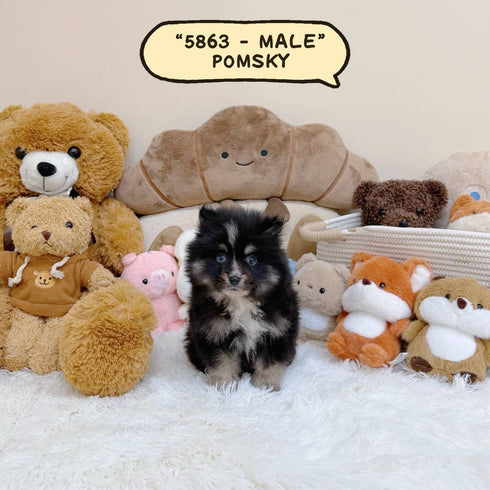 Pomsky - 5863 (Male)