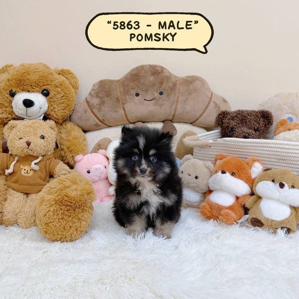 Pomsky - 5863 (Male)