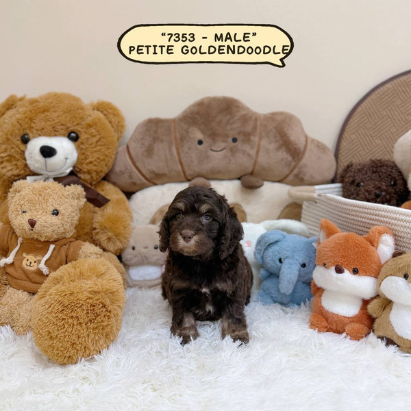 Petite Goldendoodle - 7353 (Male)