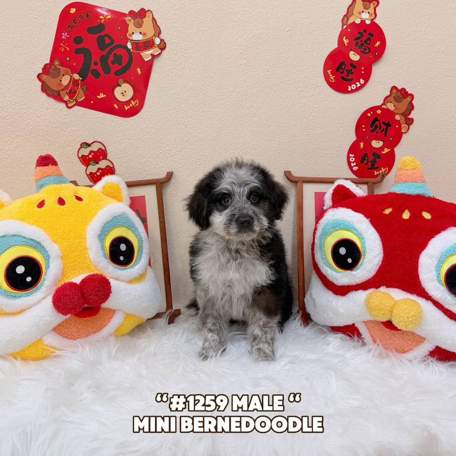 Bernedoodle - 1259 (Male)