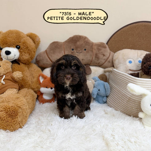 Petite Goldendoodle - 7315 (Male)