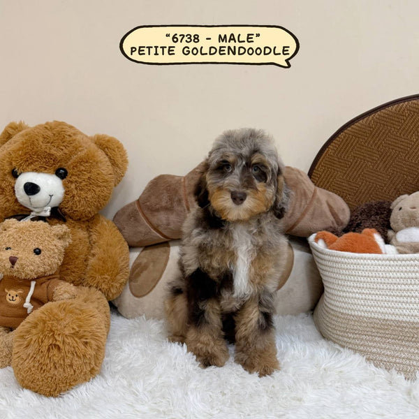 Petite Goldendoodle - 6738 (Male)