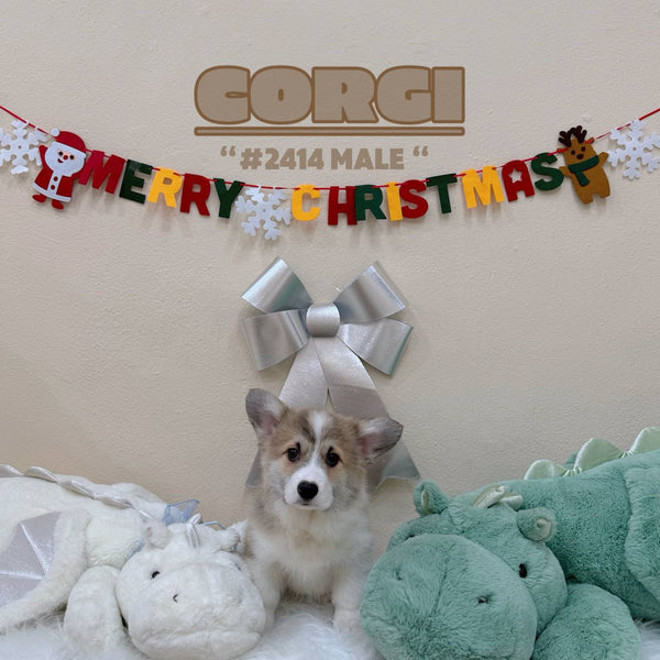 Corgi - 2414 (Male)