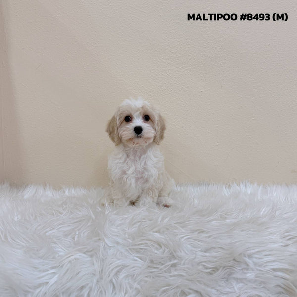 Maltipoo - 8493 (M)