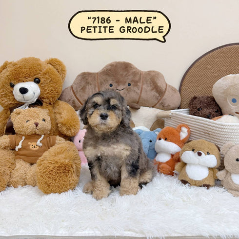 Petite Groodle - 7186 (Male)