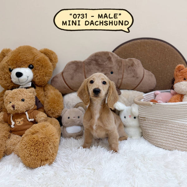 Mini Dachshund Cream Longhair - 0731 (Male)