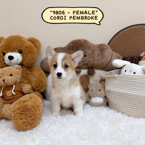 Corgi Pembroke Welsh - 9806 (Female)