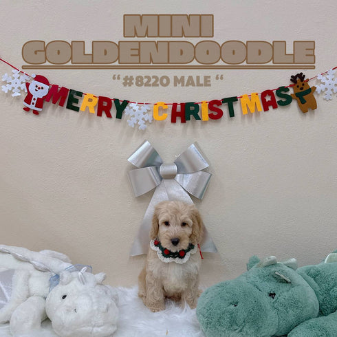 Mini Goldendoodle - 8220 (M)