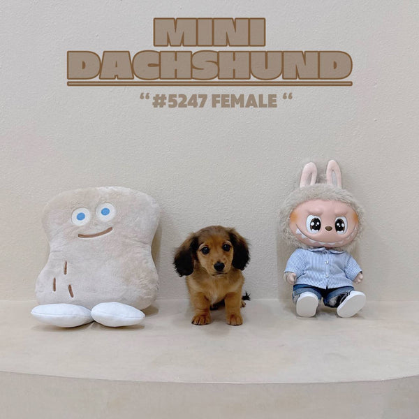 Mini Dachshund - 5247 (F)
