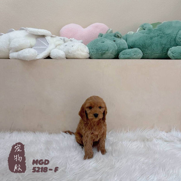 Mini Goldendoodle - 5218 (F)