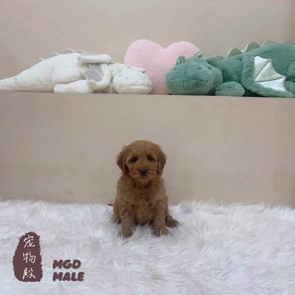 Mini Goldendoodle - 5312 (M)