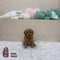 Mini Goldendoodle - 5312 (M)