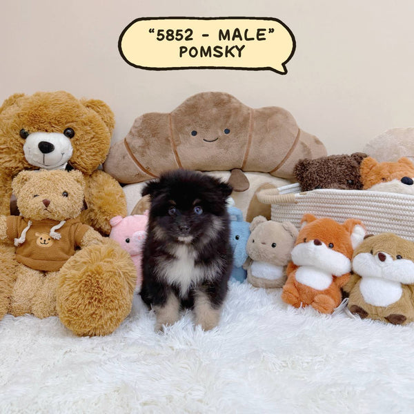 Pomsky - 5852 (Male)