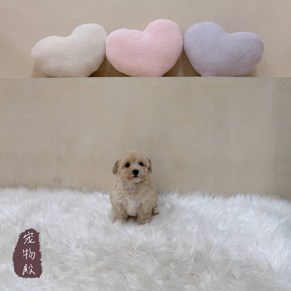 Maltipoo - 3306 (M)