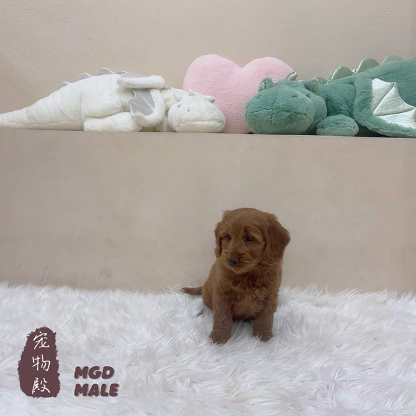 Mini Goldendoodle - 5327 (M)