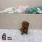Mini Goldendoodle - 5327 (M)