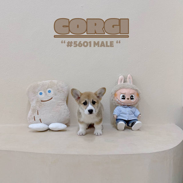 Corgi - 5601 (Male)