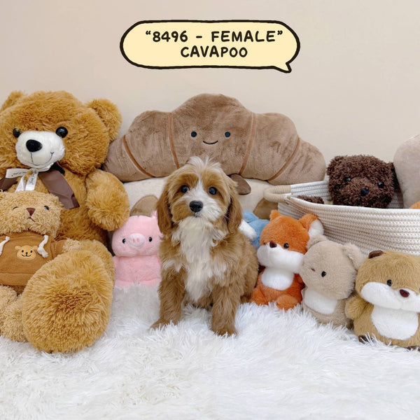Cavapoo - 8496 (Female)
