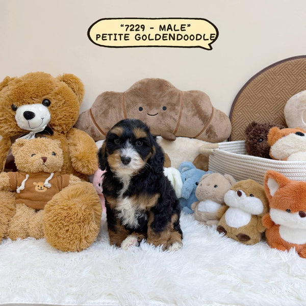 Petite Goldendoodle - 7229 (Male)