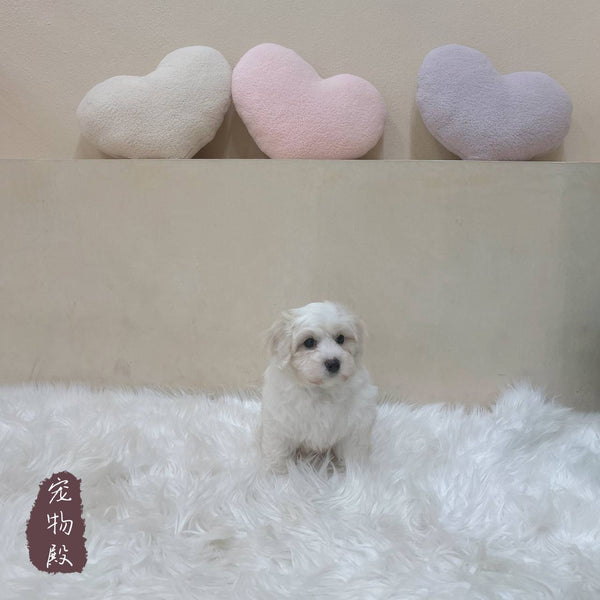 Maltipoo - 3770 (M)