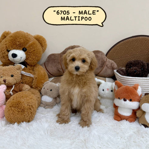 Maltipoo - 6705 (Male)