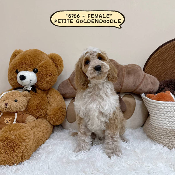 Petite Goldendoodle - 6756 (Female)