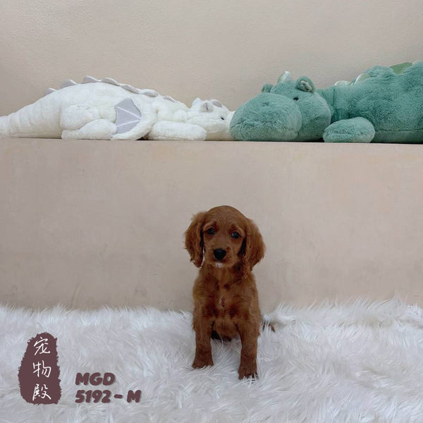 Mini Goldendoodle - 5192 (M)