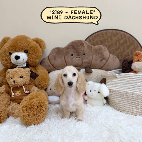 Mini Dachshund Cream Longhair - 2189 (Female)