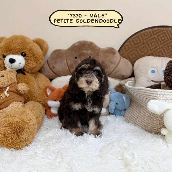 Petite Goldendoodle - 7370 (Male)