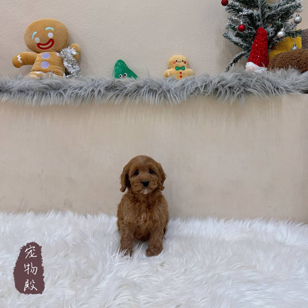 Mini Goldendoodle - 8033 (F)