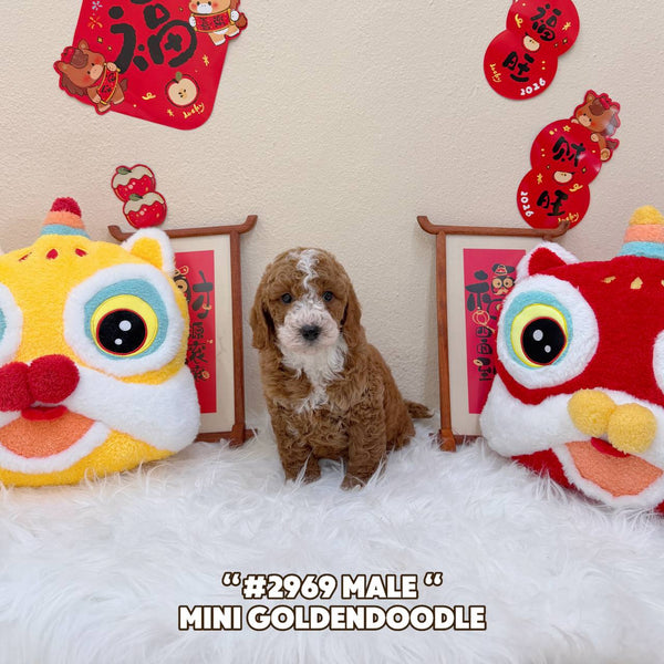 Mini Goldendoodle - 2969 (Male)