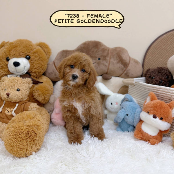 Puppies Available – Paw Palace SG