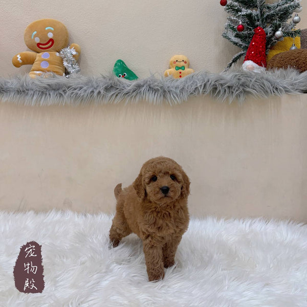 Mini Goldendoodle - 8164 (F)