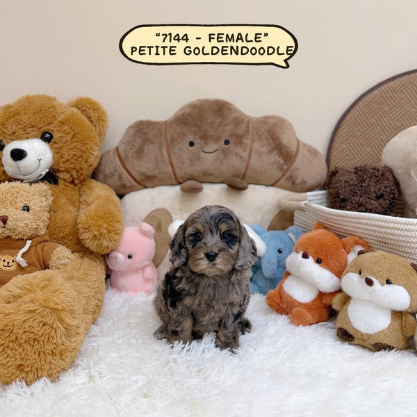 Petite Goldendoodle - 7144 (Female)