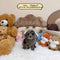 Petite Goldendoodle - 7144 (Female)