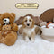 Petite Goldendoodle - 9975 (Female)