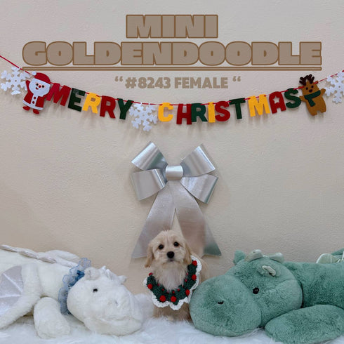 Mini Goldendoodle - 8243 (F)