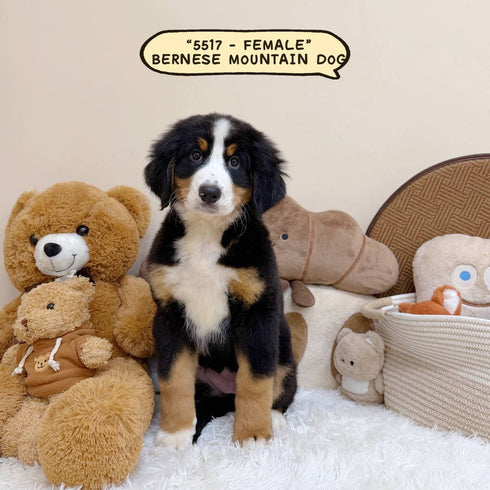 Bernese Mountain Dog - 5517 (Female)