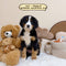 Bernese Mountain Dog - 5517 (Female)
