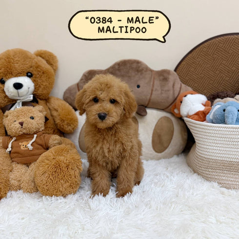 Maltipoo - 0384 (Male)