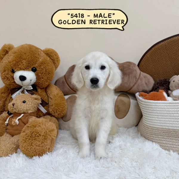 Golden Retriever - 5418 (Male)