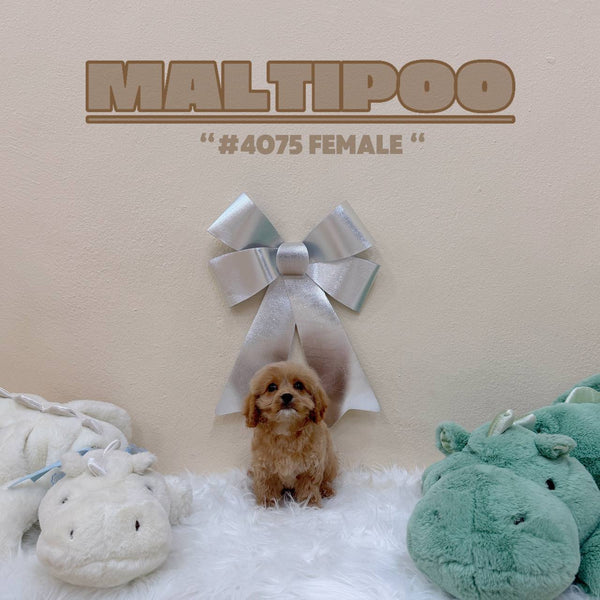 Maltipoo - 4075 (Female)