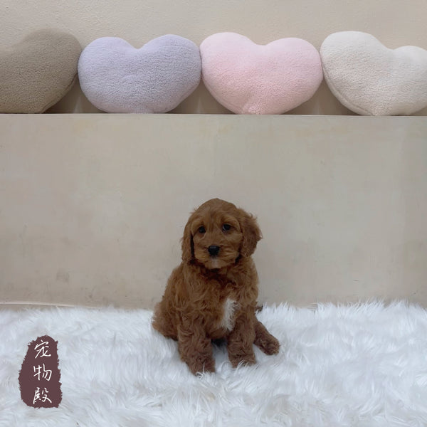 Mini Goldendoodle - 5120 (M)