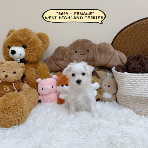 West Highland Terrier “Westie” - 6699 (Female)