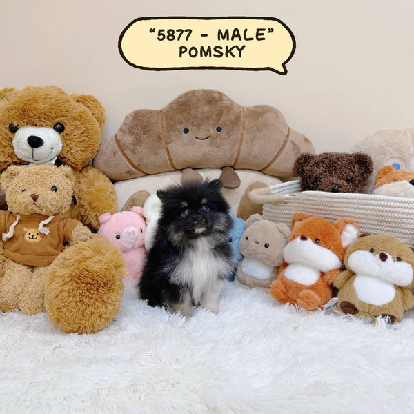 Pomsky - 5877 (Male)