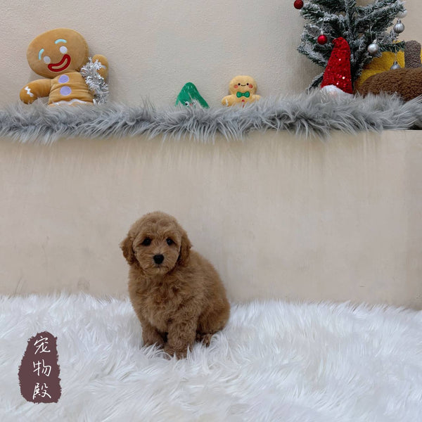 Mini Goldendoodle - 8156 (F)