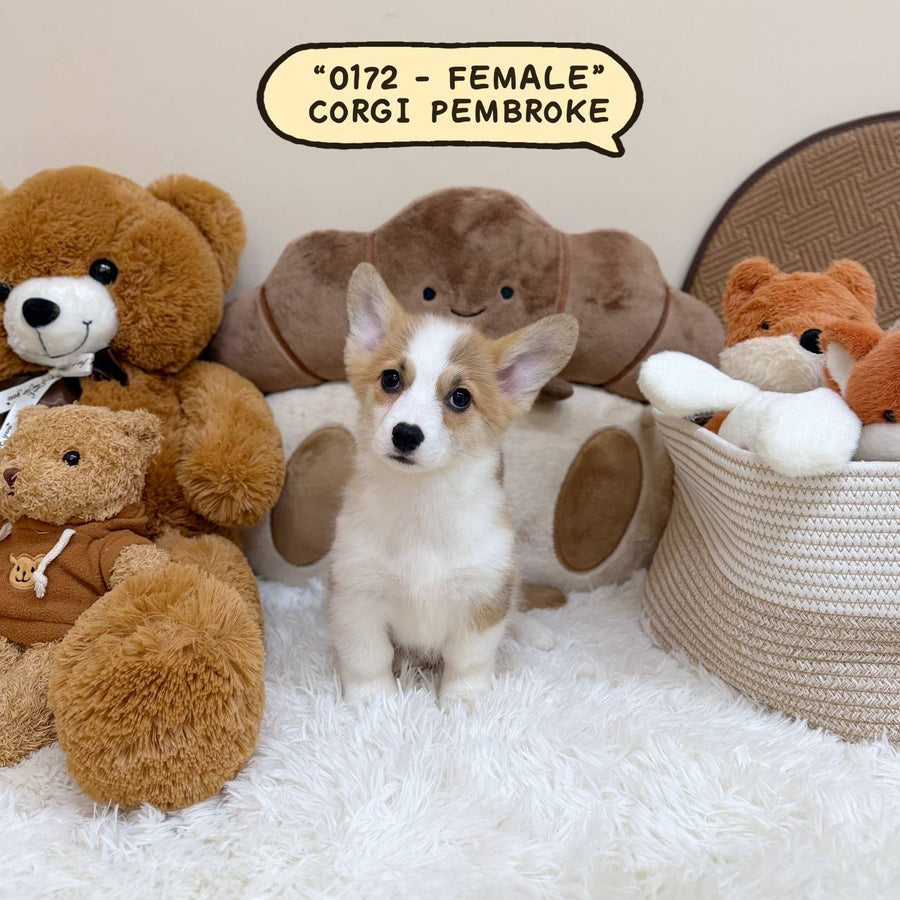 Corgi Pembroke Welsh - 0172 (Female)