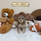 Petite Goldendoodle - 6707 (Female)